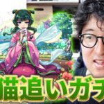 【動画まとめ】【モンスト】もうちょっとだけ引かせて…猫猫狙いの”薬屋のひとりごと”コラボ追いガチャ【ターザン馬場園】